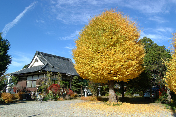 金谷寺の大銀杏　秋には鮮やかに色づきます